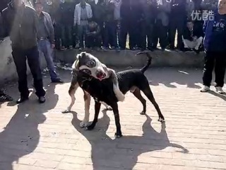 Собачьи бои сао алабай vs питбуль